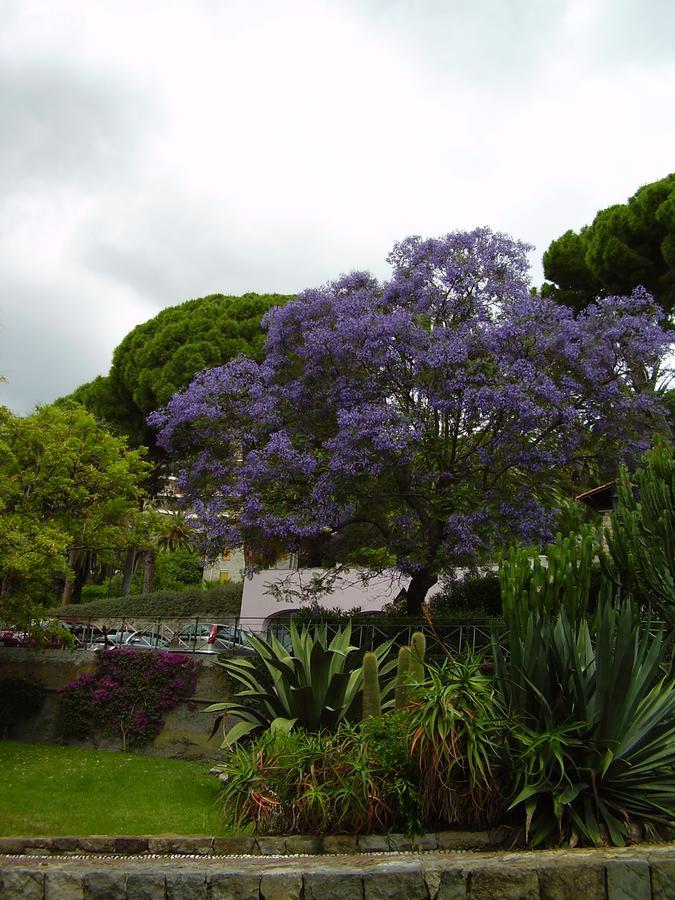 Hotel Aurora Bordighera Dış mekan fotoğraf